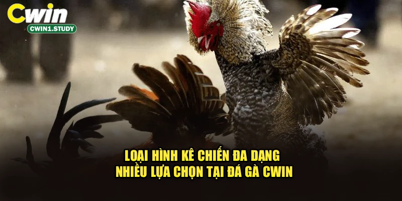 Loại hình kê chiến đa dạng, nhiều lựa chọn tại Đá Gà cwin